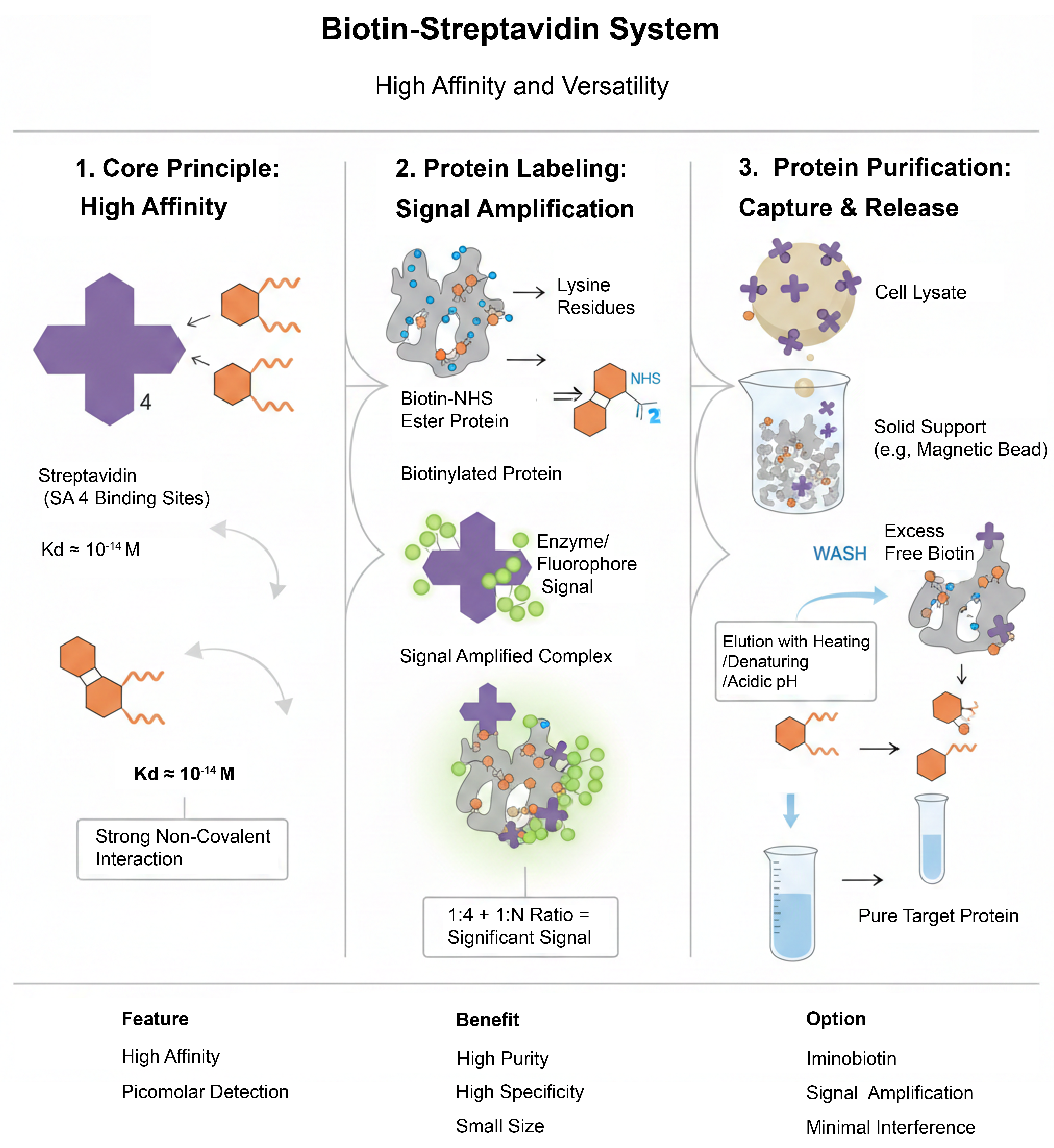 Biotin-Streptavidin System