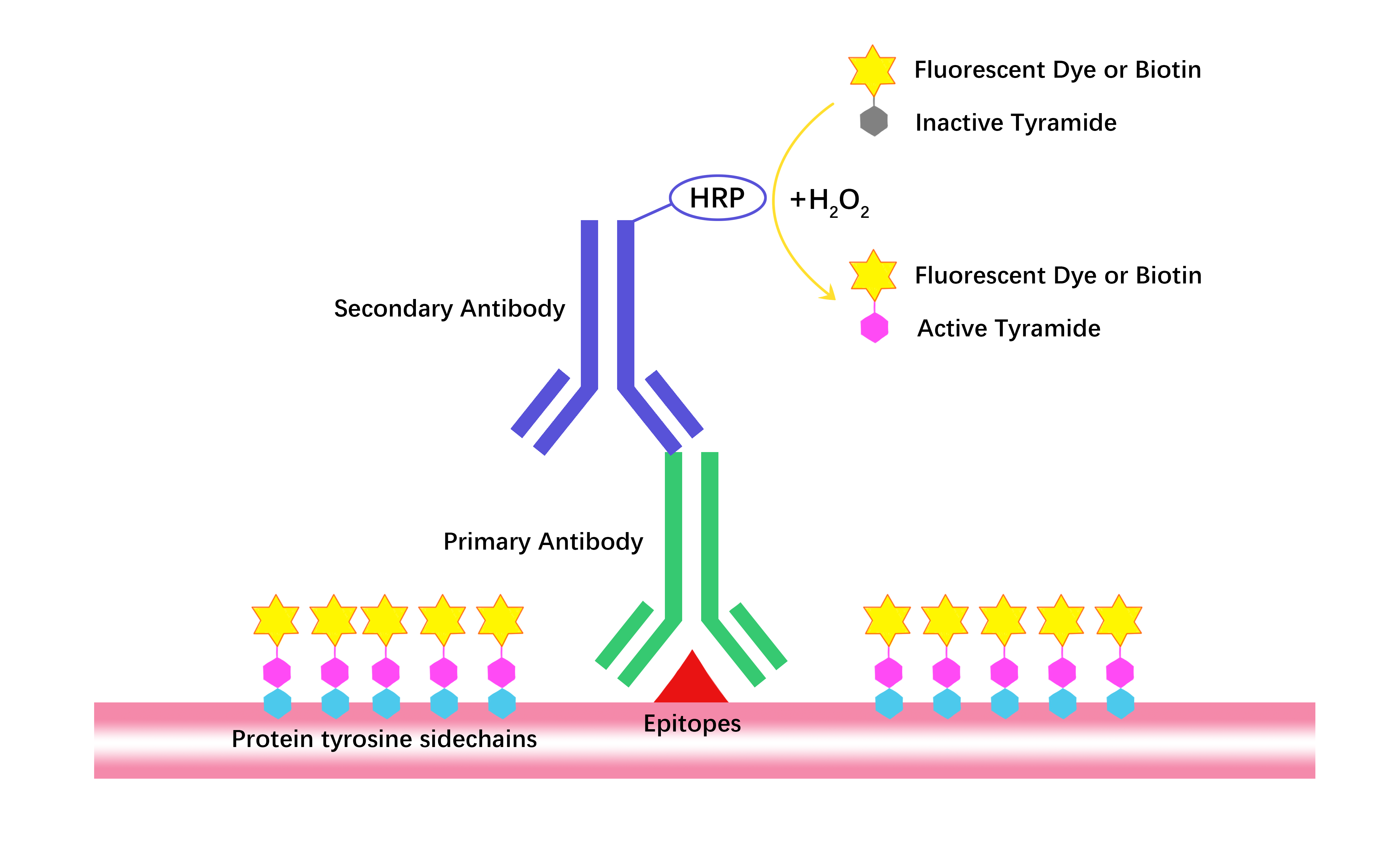 Tyramine Signal Amplification (TSA)