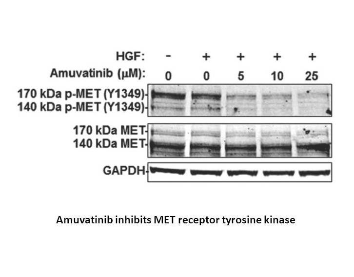Amuvatinib (MP-470, HPK 56)