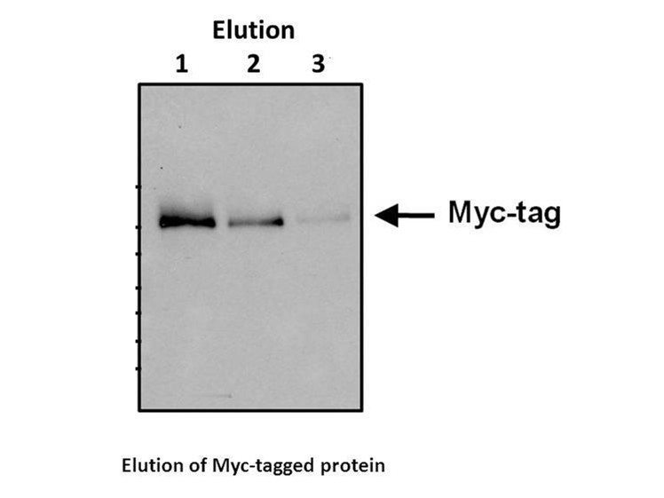 c-Myc tag Peptide