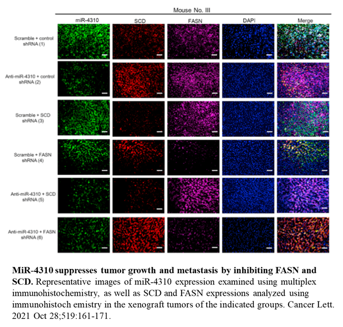 Fluorescein TSA Fluorescence System Kit