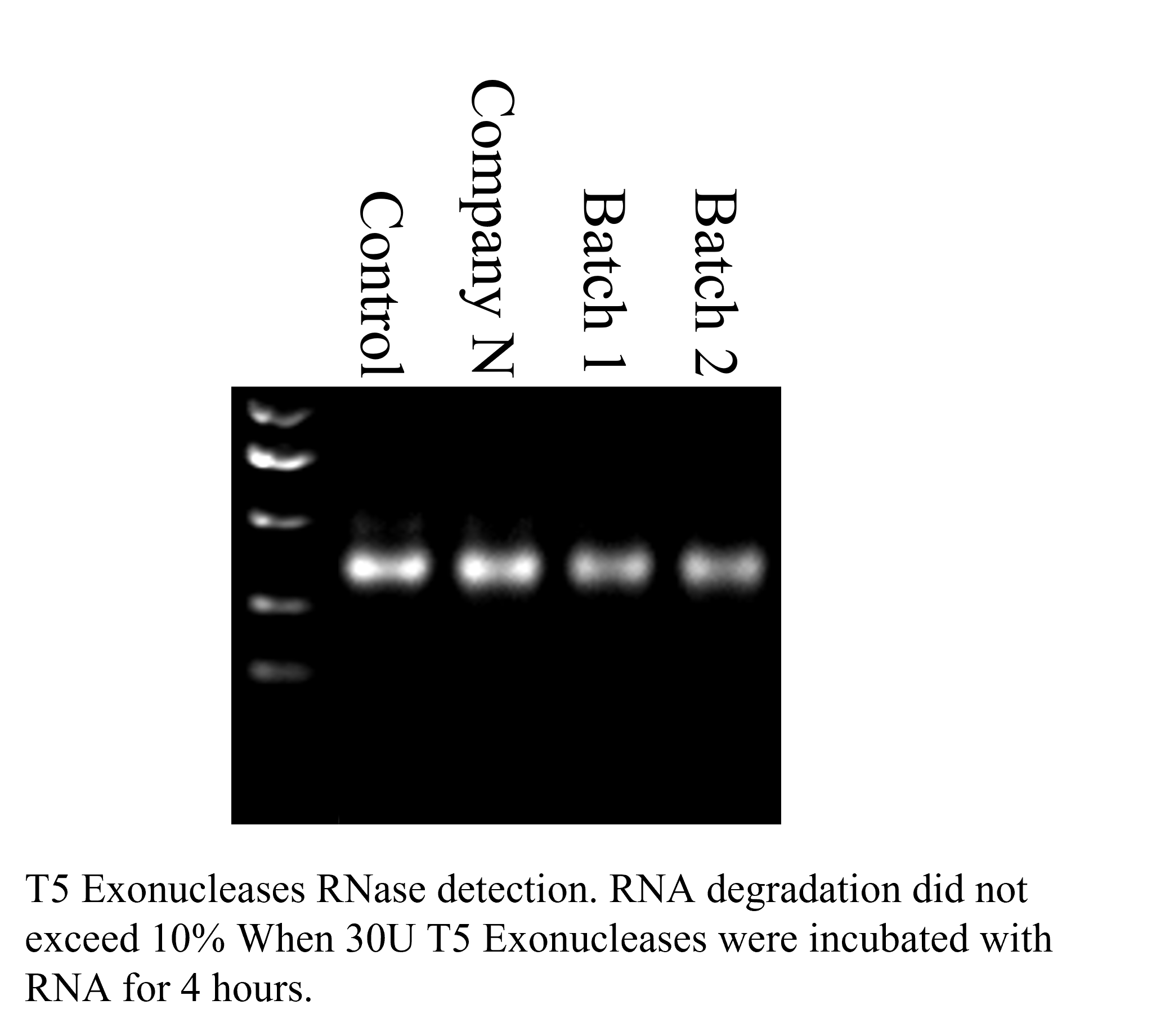 T5 Exonuclease (RNase-free)