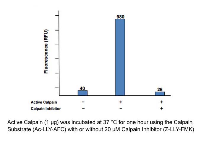 calpain activity fluorometric assay kit