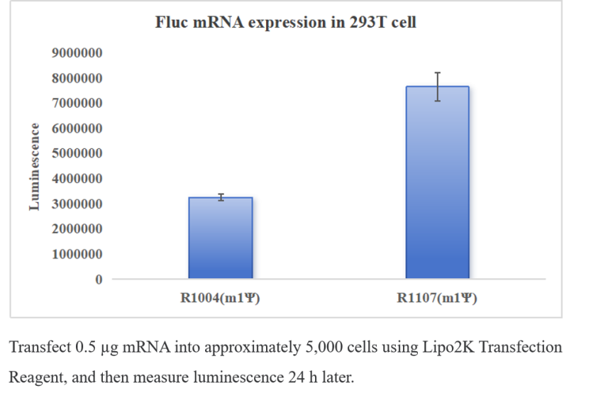 Enhanced EZ Cap™ Firefly Luciferase mRNA (m1Ψ) Enhanced EZ Cap™ Firefly Luciferase mRNA (m1Ψ)