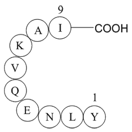 ferritin heavy chain fragment [Multiple species]