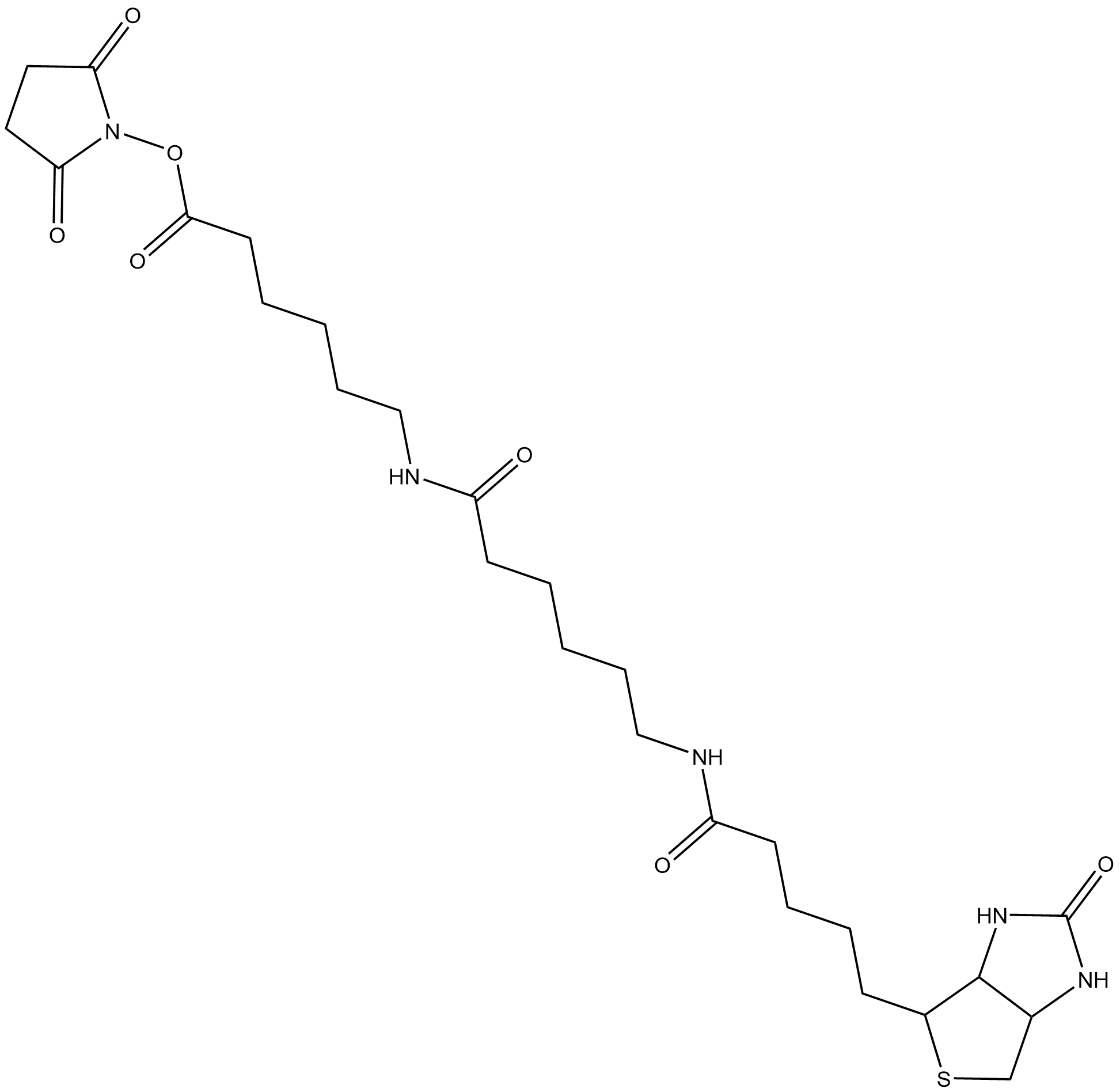 NHS-LC-LC-Biotin