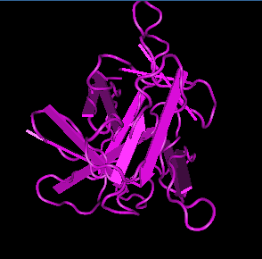 IL-1 beta, rat recombinant