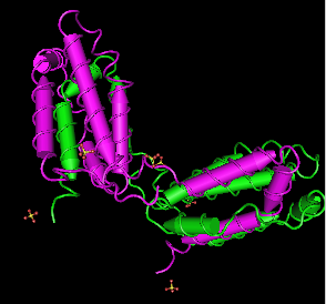 IL-10, human recombinant protein