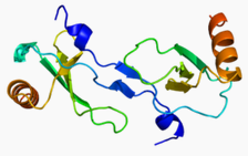 JE (MCP-1), murine recombinant protein