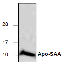 Apo-SAA, human recombinant protein