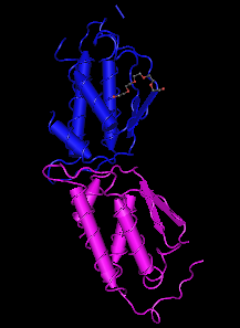 SCF, human recombinant protein
