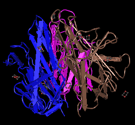 BAFF, human recombinant protein