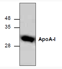 ApoA-1, human recombinant protein