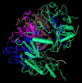 Follistatin, mouse recombinant protein
