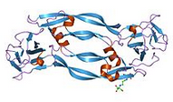 PLGF-2, human recombinant protein