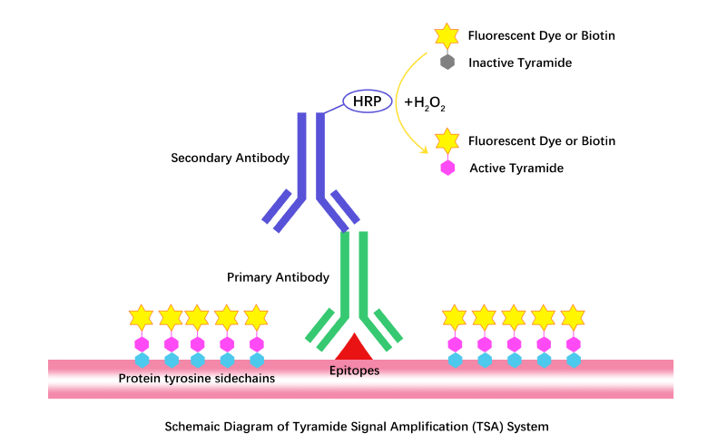 Schemaic Diagram of Tyramide Signal Amplification (TSA) System