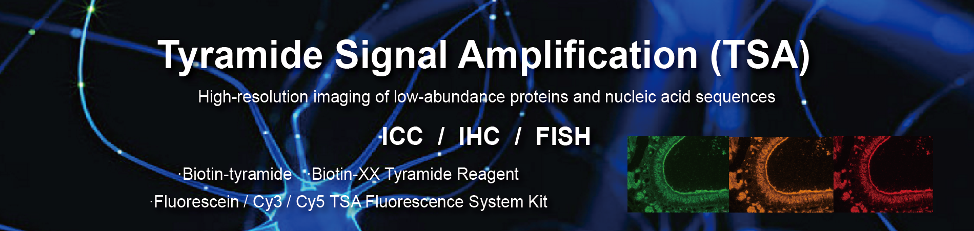 Tyramine Signal Amplification (TSA) Series