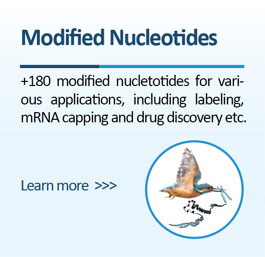 Modified Nucleotides