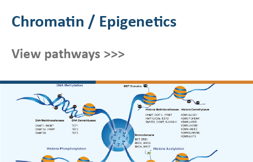 Chromatin/Epigenetics