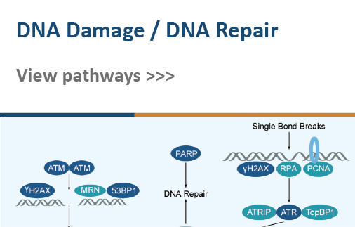 DNA Damage/DNA Repair