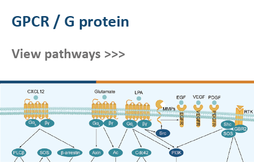 GPCR/G protein