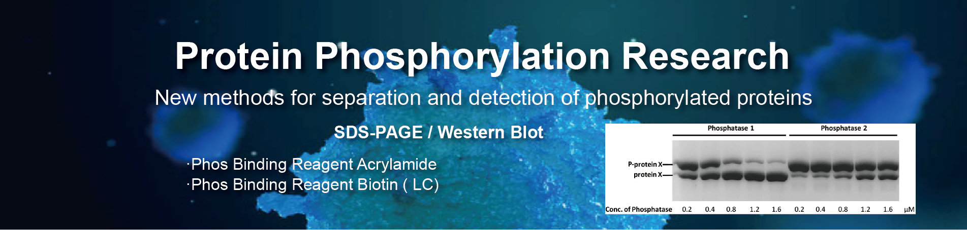 protein phosphorylation research