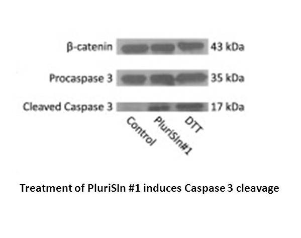 PluriSIn #1 (NSC 14613)