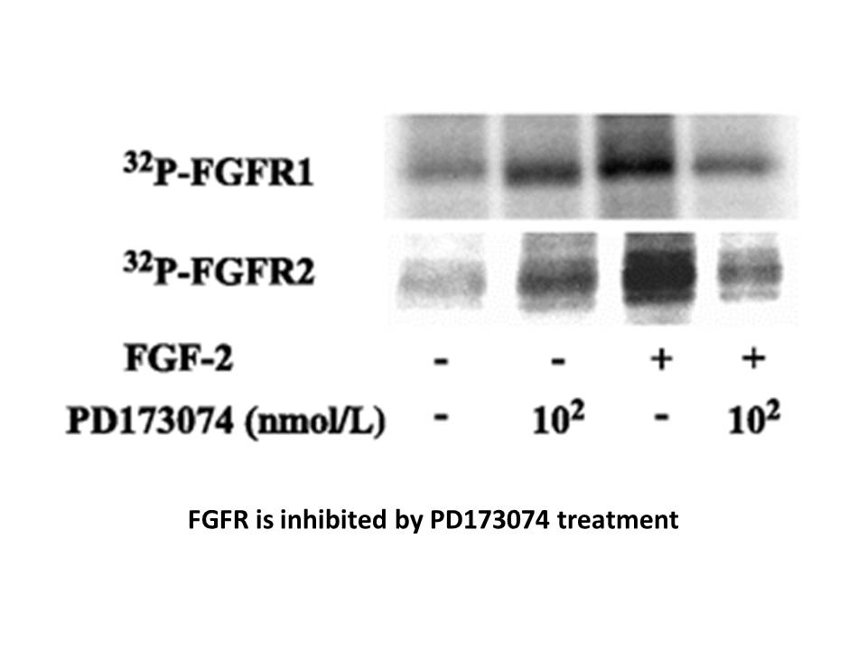 APExBIO - PD 173074|FGFR inhibitor|CAS# 219580-11-7