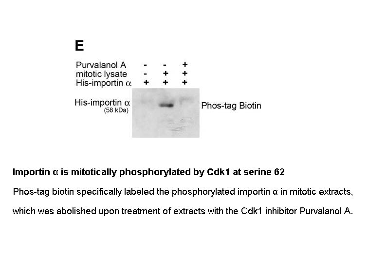 Phos binding reagent (Phosbind) Biotin