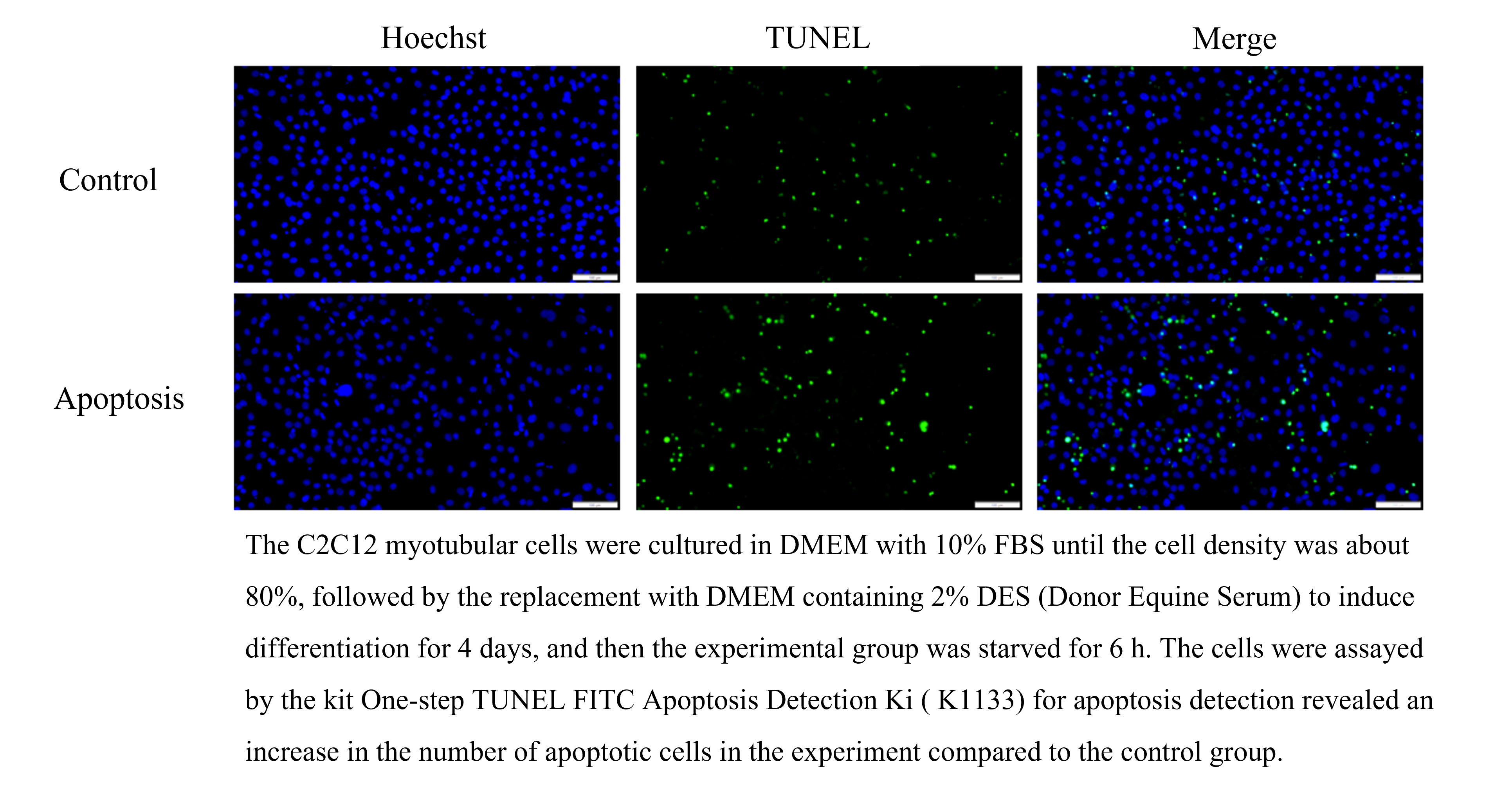 One-step TUNEL FITC Apoptosis Detection Kit