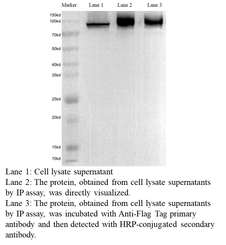 HRP Anti-Flag Tag Mouse Monoclonal Antibody