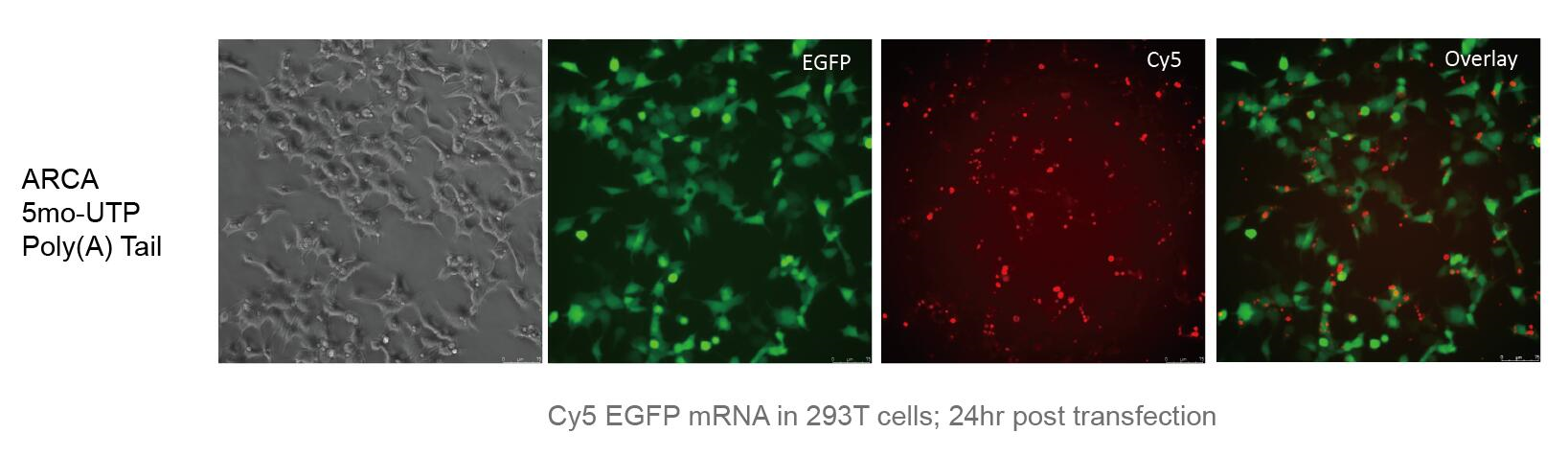 ARCA Cy5 EGFP mRNA (5-moUTP)