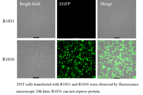 Negative EZ Cap™ EGFP mRNA (5-moUTP)