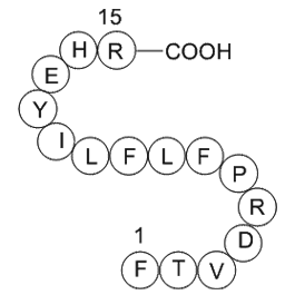 heparin cofactor II precursor (SERPIND1) fragment [Homo sapiens]