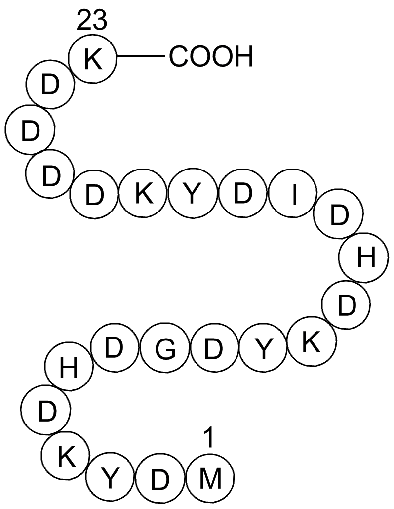 3X (DYKDDDDK) Peptide